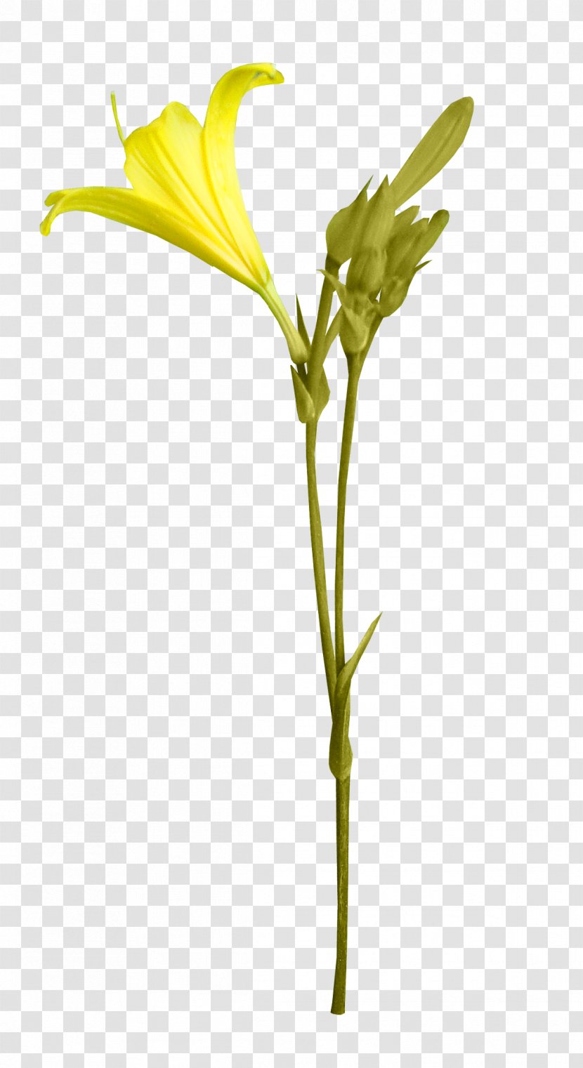 Flower Blog Petal Clip Art - Nelumbo Nucifera - Plant Transparent PNG