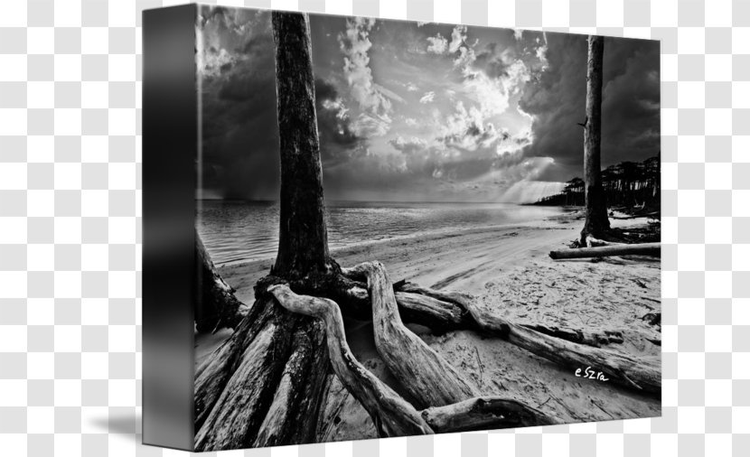 Still Life Photography Picture Frames Wood Stock - Monochrome Transparent PNG