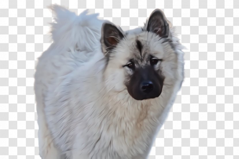 Dog Eurasier Keeshond Norwegian Elkhound Rare Breed (dog) Transparent PNG