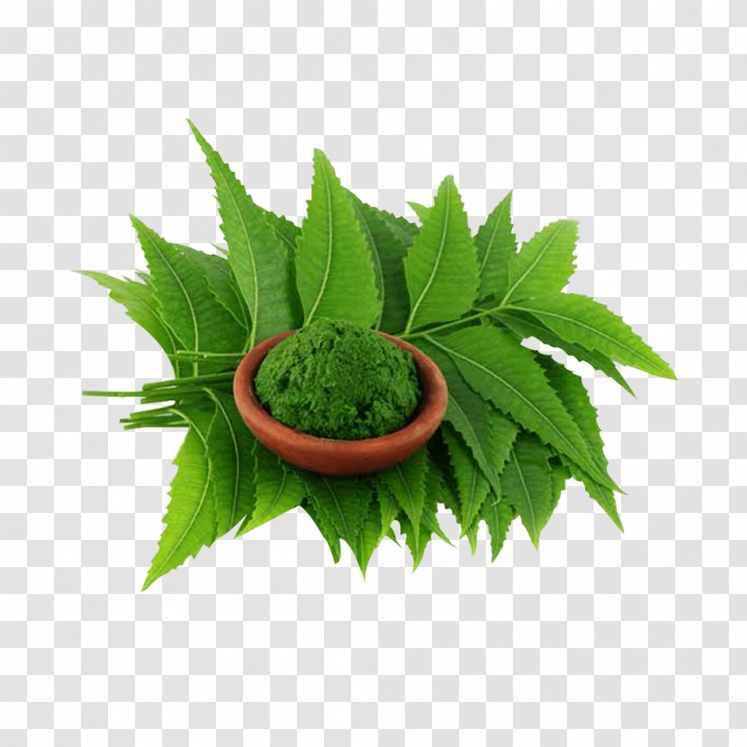 Neem Tree Oil Extract Plant Amazon.com - Neem: A For Solving Global Problems Transparent PNG