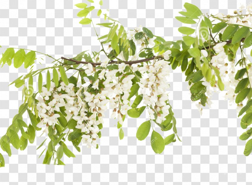 Black Locust Stock Photography Acacia - Mimosa Transparent PNG