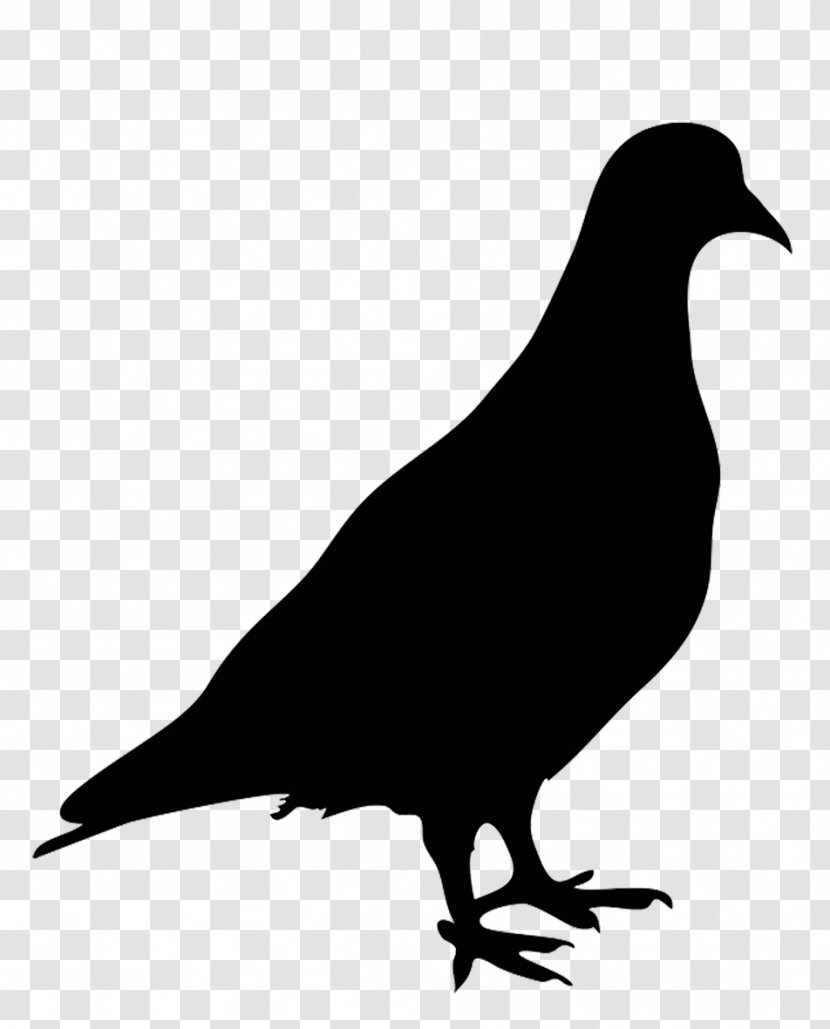 Domestic Pigeon Columbidae Bird Silhouette - Rock Dove - Stork Transparent PNG