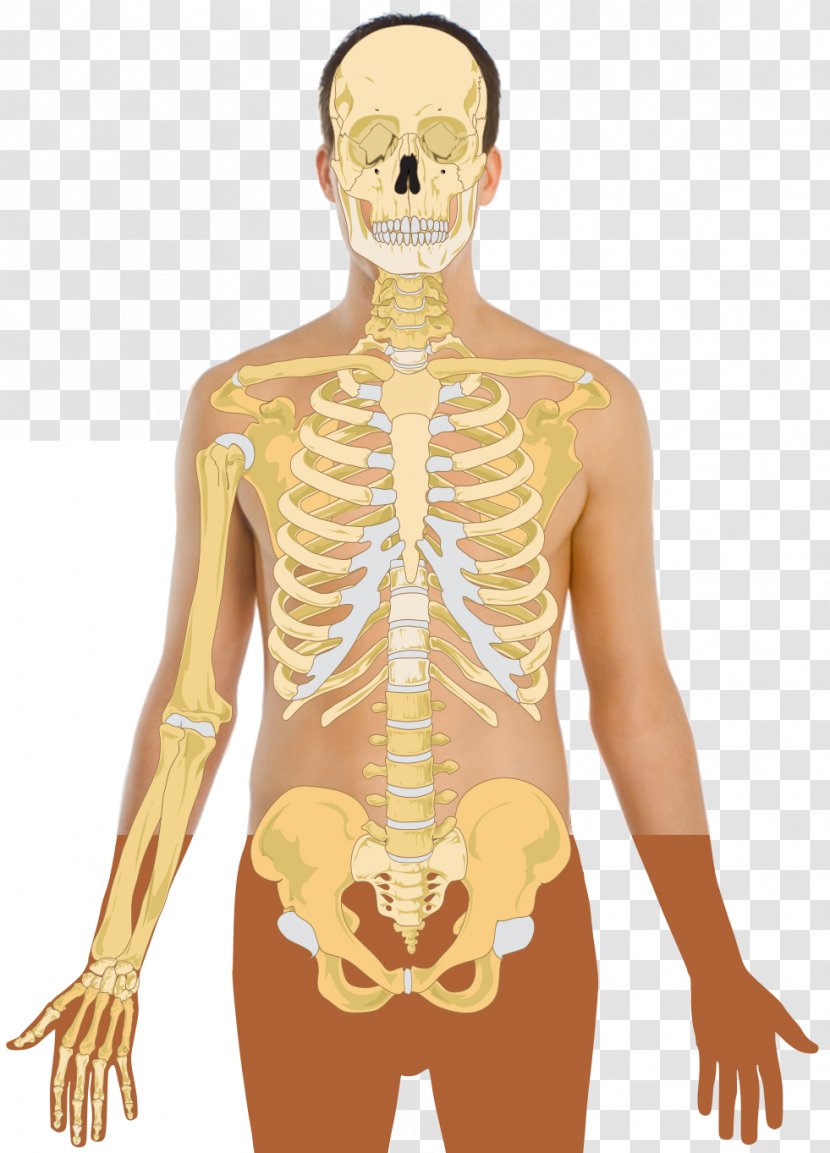 Human Skeleton Body Bone Homo Sapiens - Heart Transparent PNG