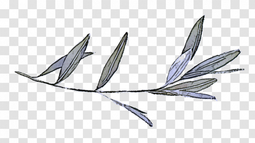 Feather Transparent PNG