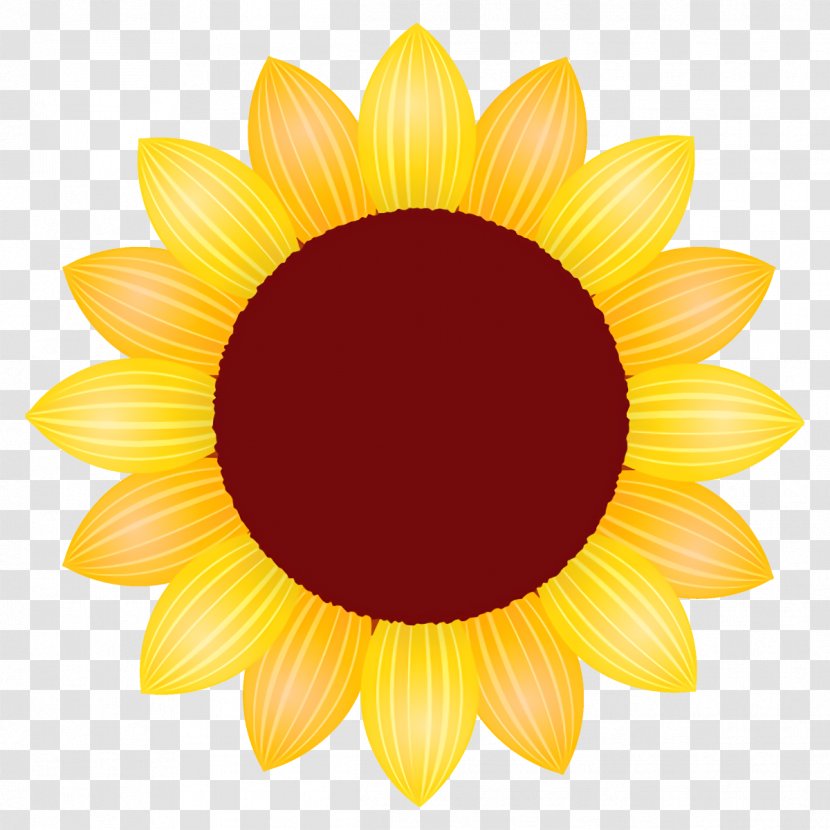 Sunflower - Flowering Plant Daisy Family Transparent PNG