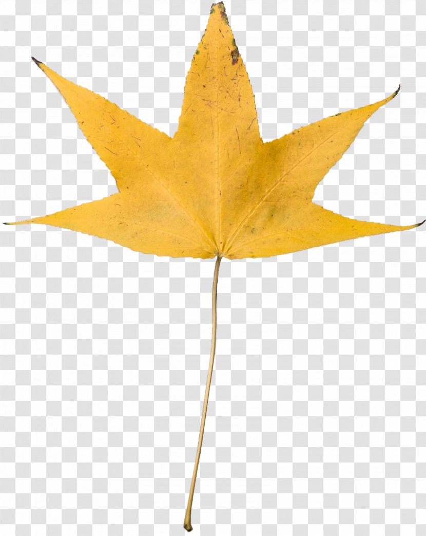 Autumn Leaf Color Desktop Wallpaper Yellow Transparent PNG