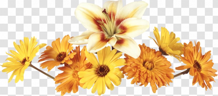 Flower Photography Clip Art - Flowers Transparent PNG