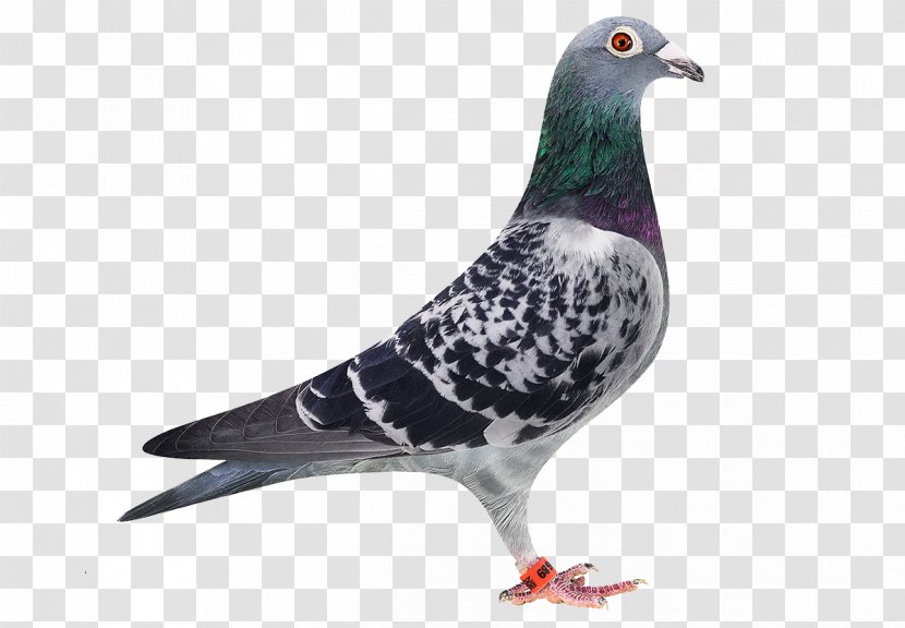 Homing Pigeon Stock Dove Racing Homer Bird Green - Pigeons And Doves Transparent PNG