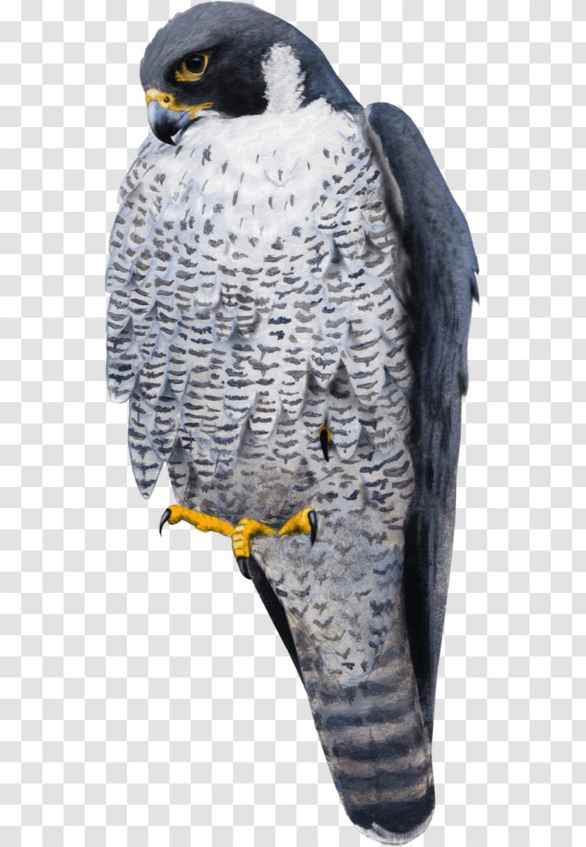 Falcon La Mort Tombe Du Ciel Bird Rock Dove Common Wood Pigeon - Hawk Transparent PNG