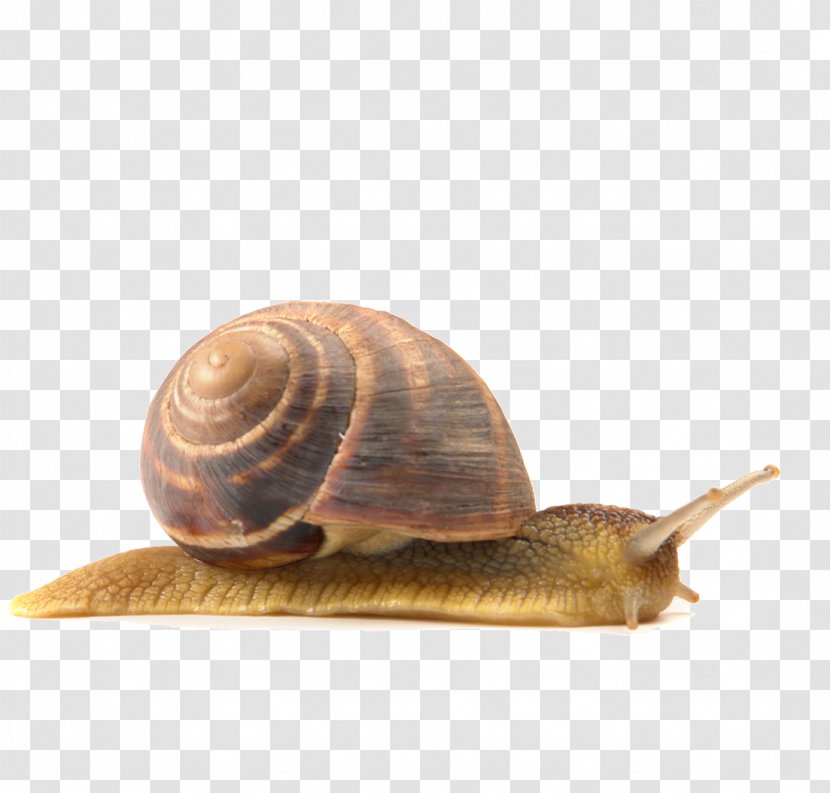 Snail Euclidean Vector - Orthogastropoda - Snails Transparent PNG