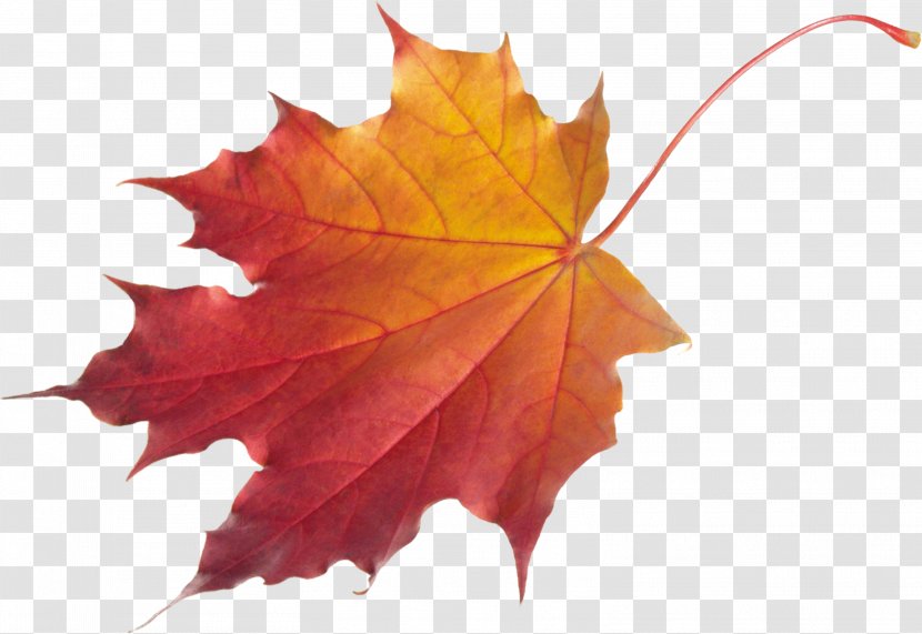 Autumn Leaf Color Clip Art - Alpha Compositing Transparent PNG
