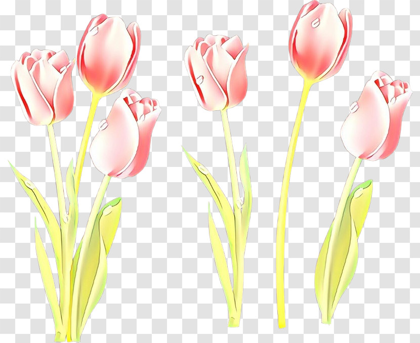 Tulip Flower Pink Cut Flowers Plant Transparent PNG