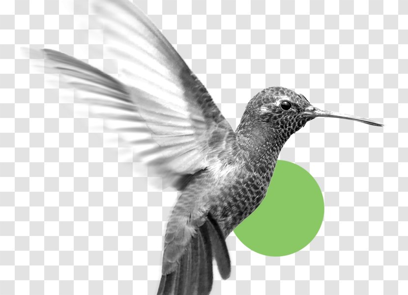 Hummingbird M Business Feather Ethics Organization - Colibri Transparent PNG