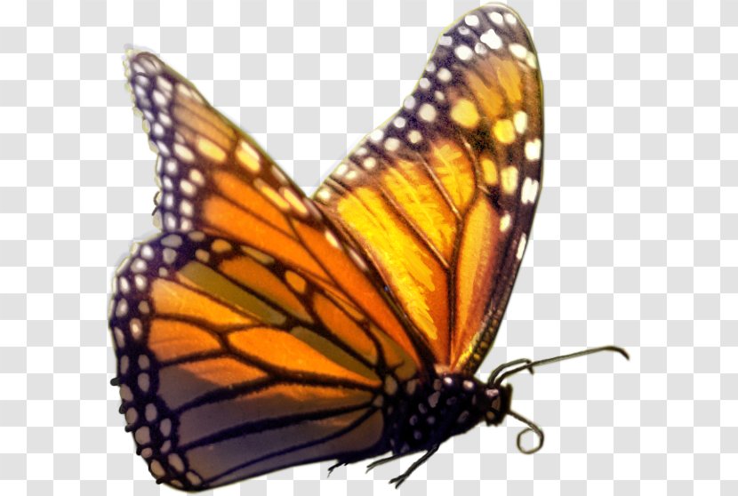 Monarch Butterfly Insect - Brush Footed - Cartoon Transparent PNG