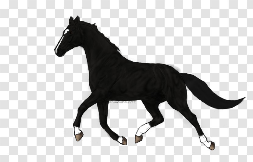 Mustang Pony Foal Mare Stallion - Pack Animal Transparent PNG