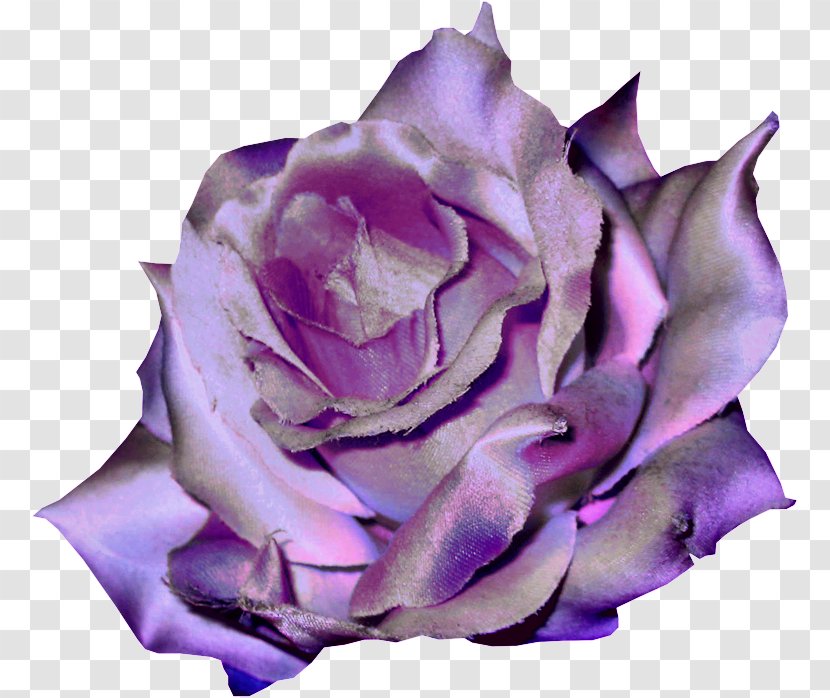 Garden Roses Violet Flower Clip Art - Rose Transparent PNG