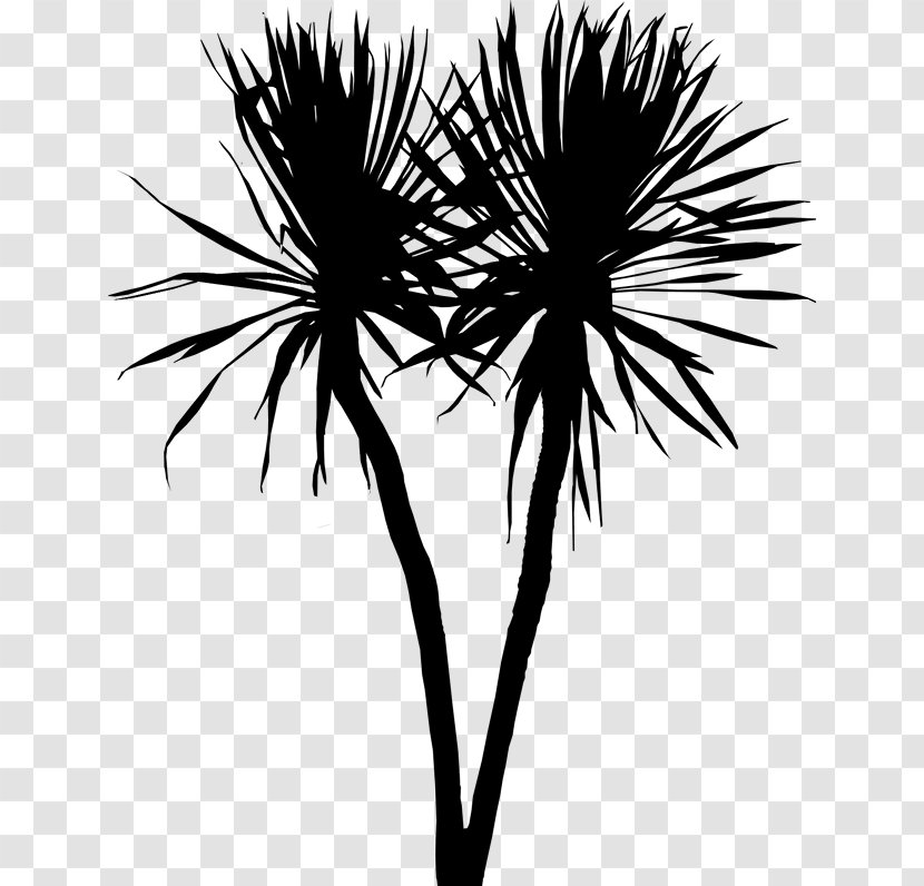 Asian Palmyra Palm Trees Leaf Plant Stem Flower - Tree - Blackandwhite Transparent PNG