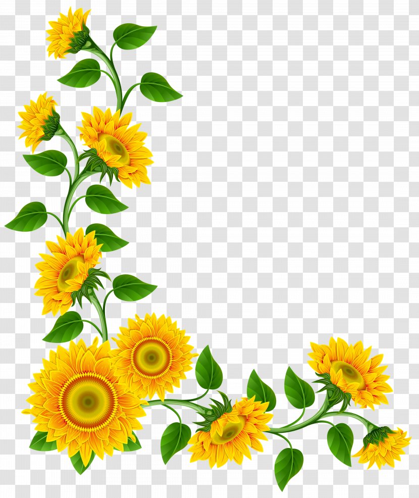 Free Content Clip Art - Stockxchng - Sunflower Border Cliparts Transparent PNG
