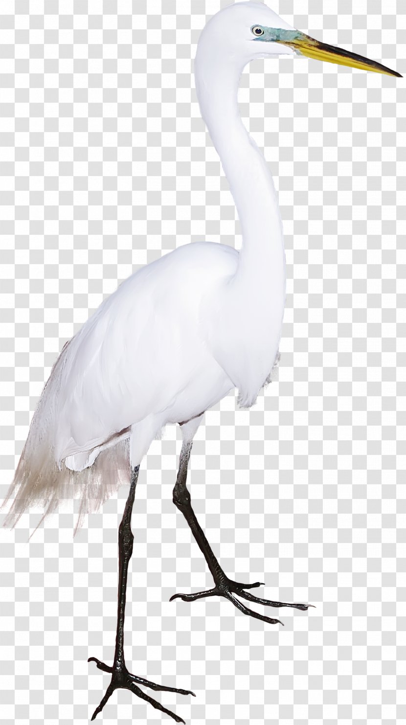 Great Egret Bird Crane Cygnini Flamingos - Ibis - Lovely White Swan Transparent PNG
