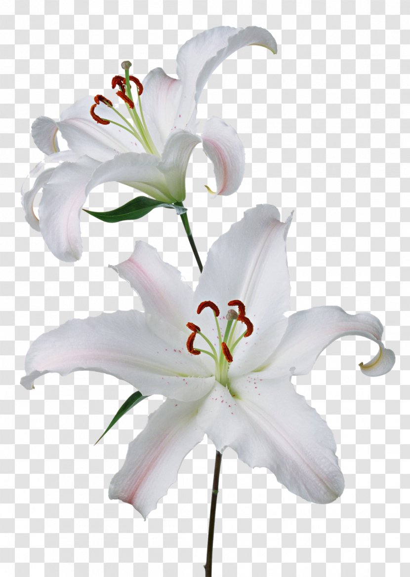 Lilium Flower Garden Roses Clip Art - Lily Transparent PNG