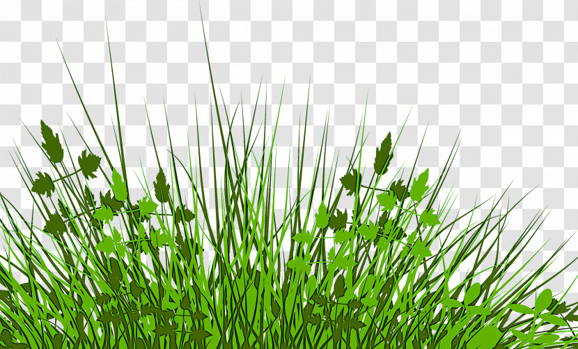 Grass Plant Green Vegetation Grass Family Transparent PNG