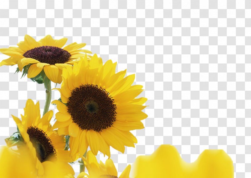 Columbia University GitHub Inc. Common Sunflower Brisk Yellow Plant - Stock Photography Transparent PNG