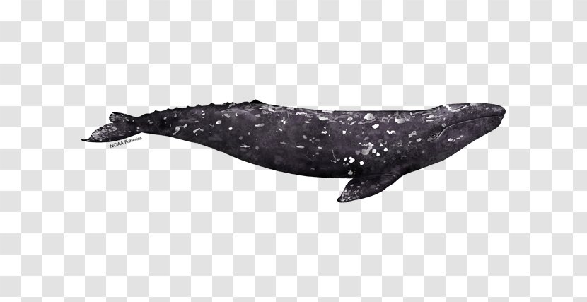 Tucuxi Gray Whale Whales Rough-toothed Dolphin Watching - Boat - California Underwater Transparent PNG
