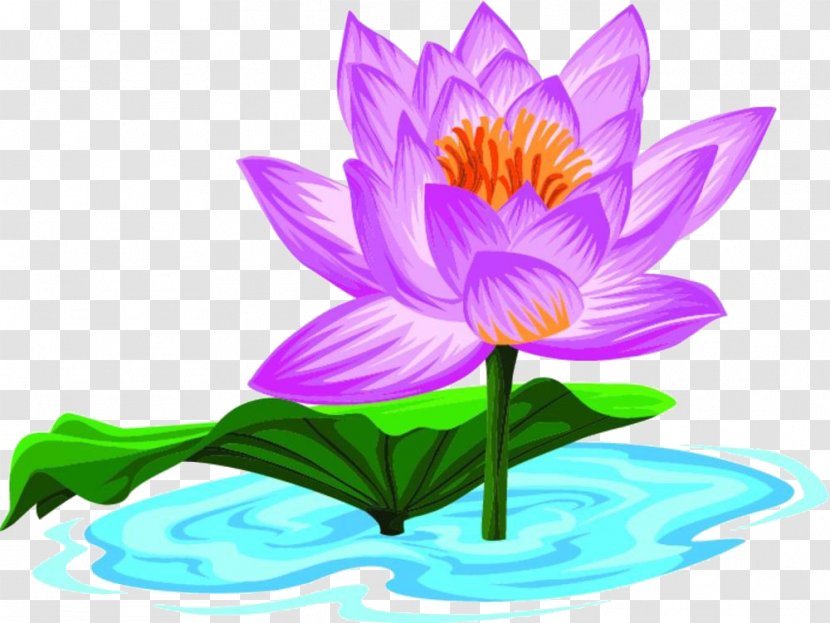 Nelumbo Nucifera Cartoon - Flora - Lotus Material Transparent PNG