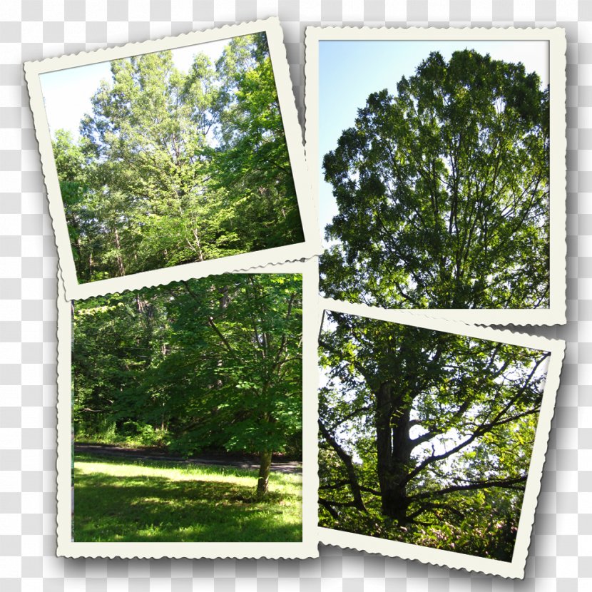 Window Woodland Vegetation Biome Rainforest - Branching - Summer Shades Transparent PNG