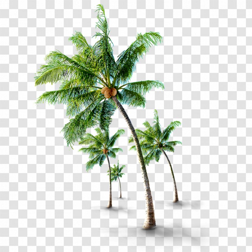 Tree If(we) - Leaf - Coconut Grove Transparent PNG