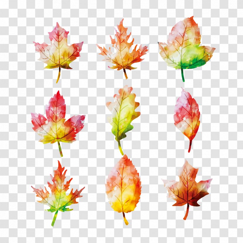 Maple Leaf Watercolor Painting Autumn - Vector Leaves Transparent PNG