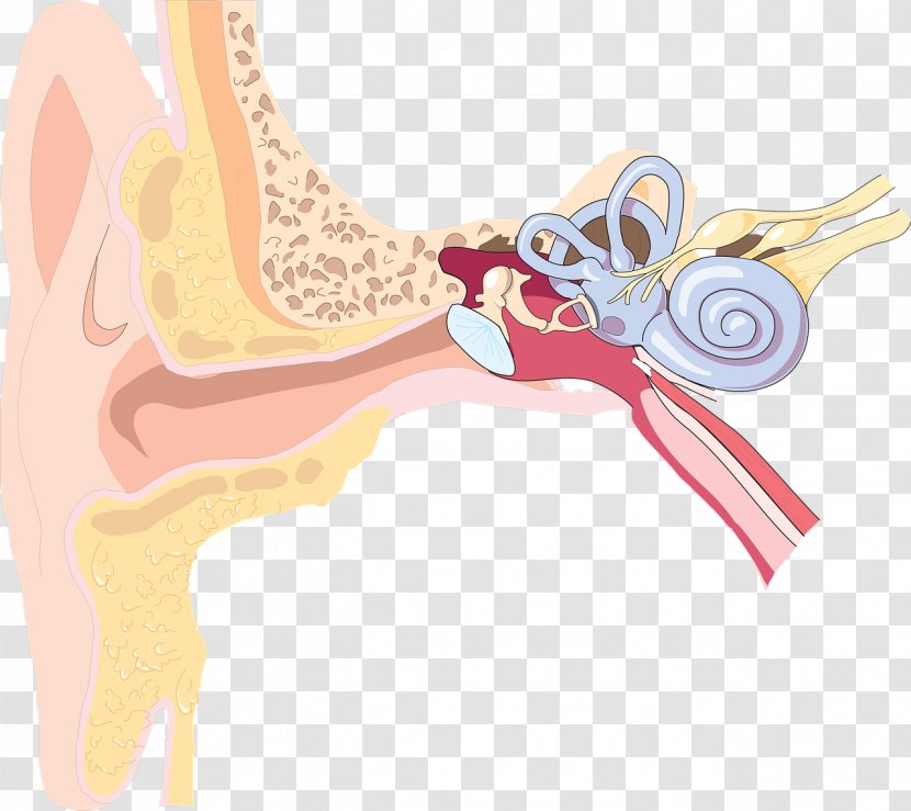Outer Ear Inner Hearing Loss Anatomy - Watercolor Transparent PNG