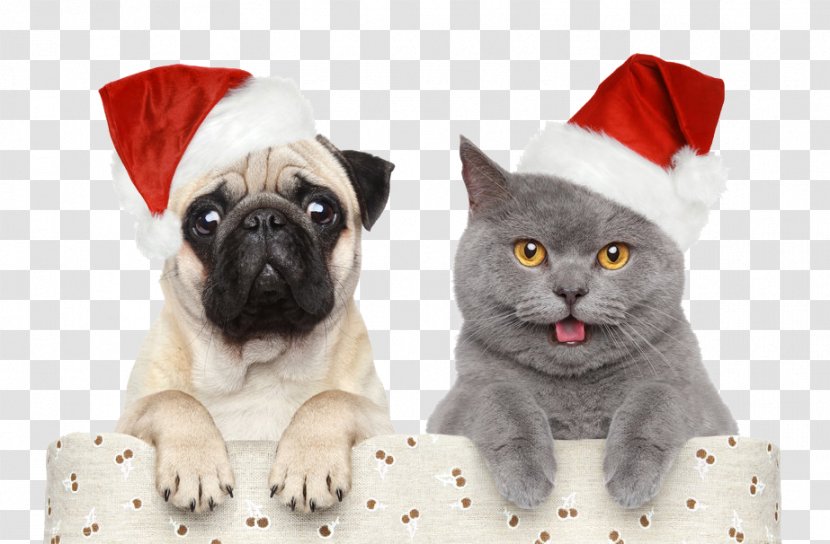 Cat Dog Santa Claus Christmas Pet - Kitten - Christmas,Halloween,Christmas Hats Transparent PNG