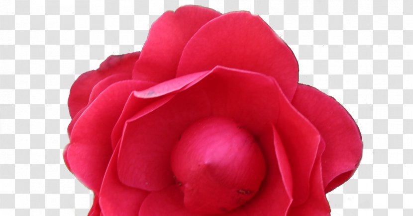 Garden Roses Cut Flowers Petal - Rose - Elderly Transparent PNG