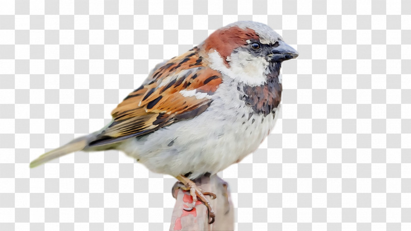 Bird House Sparrow Sparrow Beak Songbird Transparent PNG