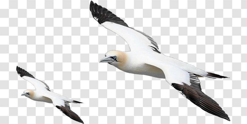 European Herring Gull Bird - Information Transparent PNG