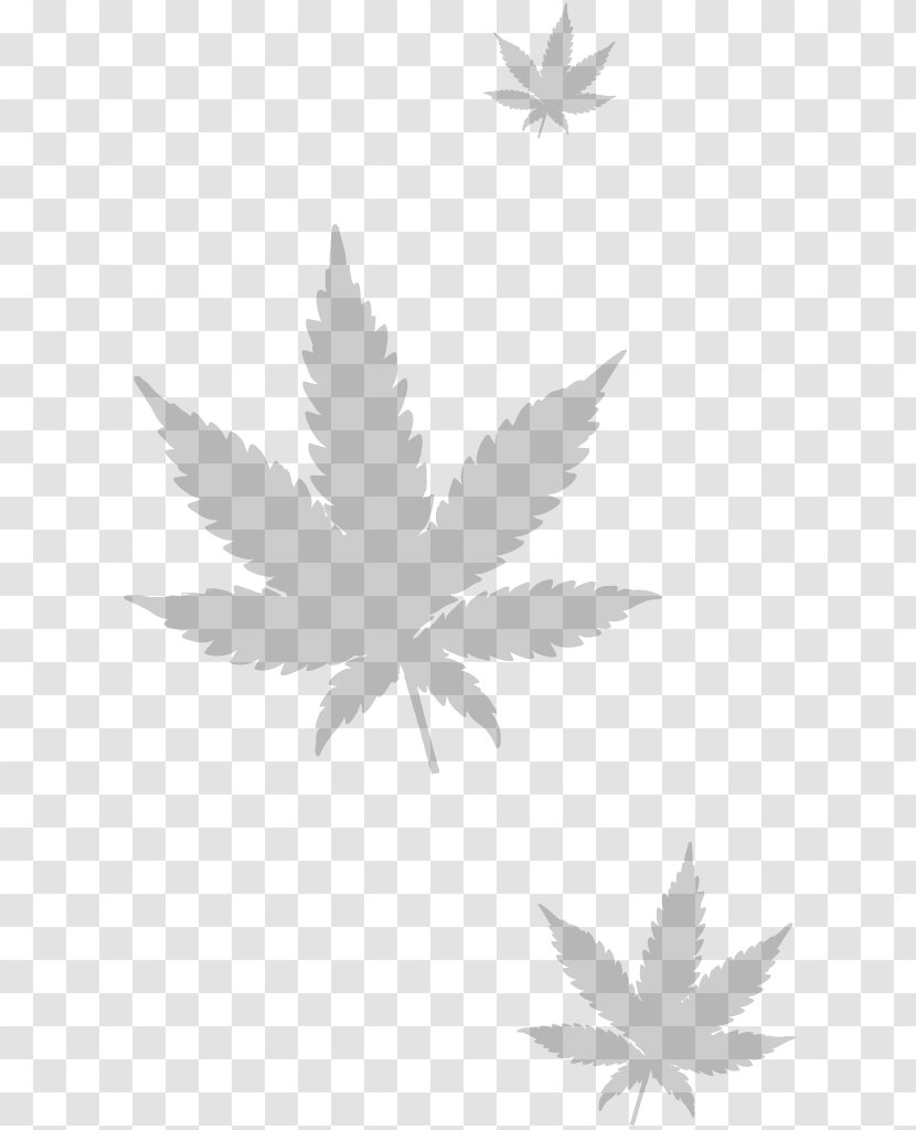 Cannabis Sativa Legality Of Medical Drug - Hemp Transparent PNG