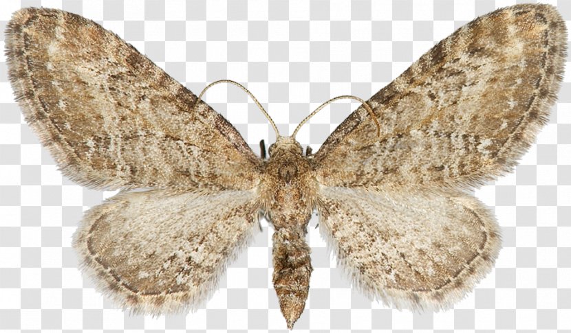 Nymphalidae Bombycidae Butterfly Moth Transparent PNG
