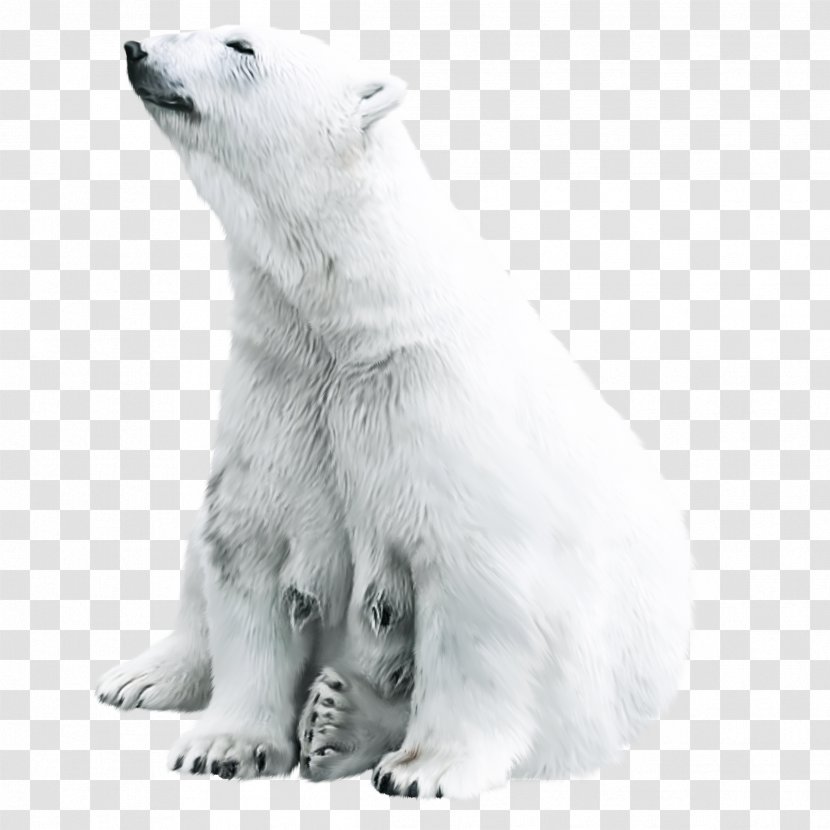 Polar Bear Animal Tiger - Heart - Cute Transparent PNG