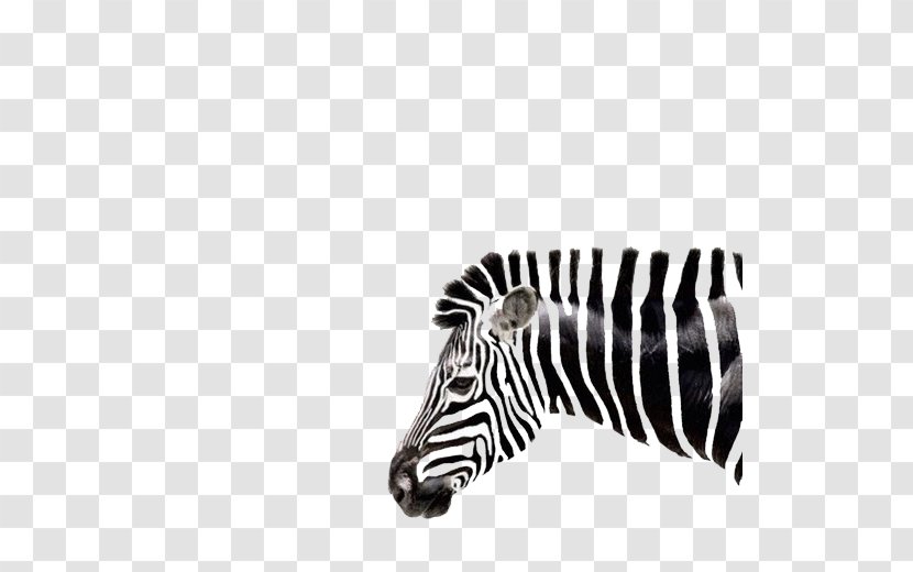 Zebra Drawing Art - Watercolor Painting - Head Shape Transparent PNG