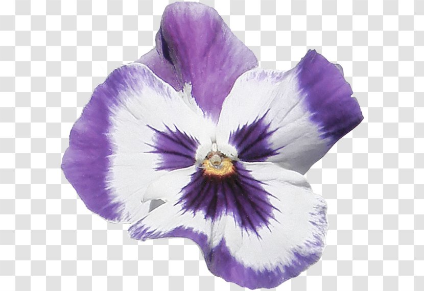Pansy Violet Dahlia Flower Petal - Iris Transparent PNG