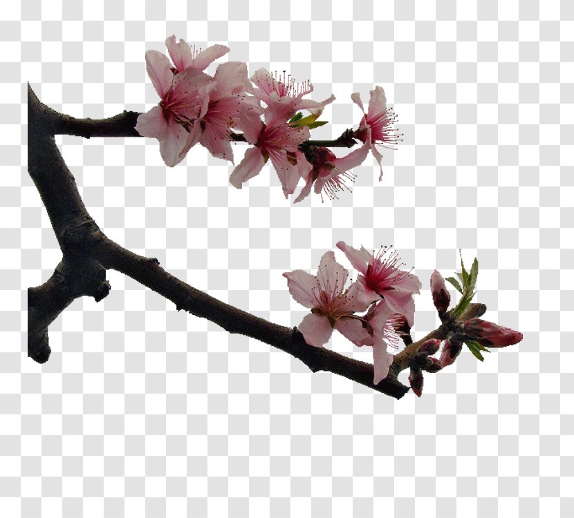 Cherry Blossom Peach Google Images - Book Transparent PNG