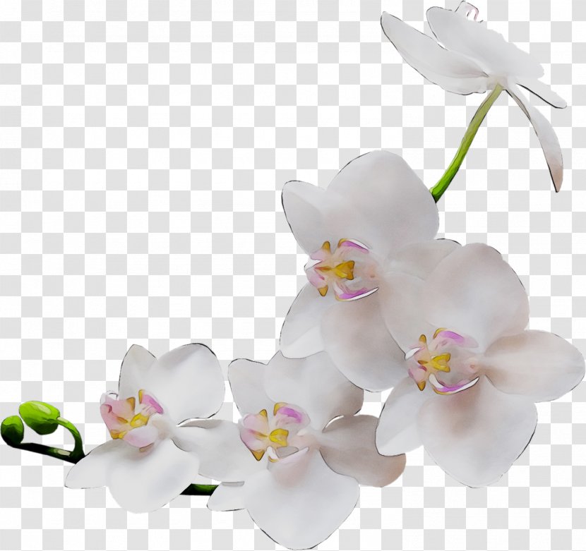 Orchids Clip Art Image Photography - Cut Flowers - Pink Transparent PNG