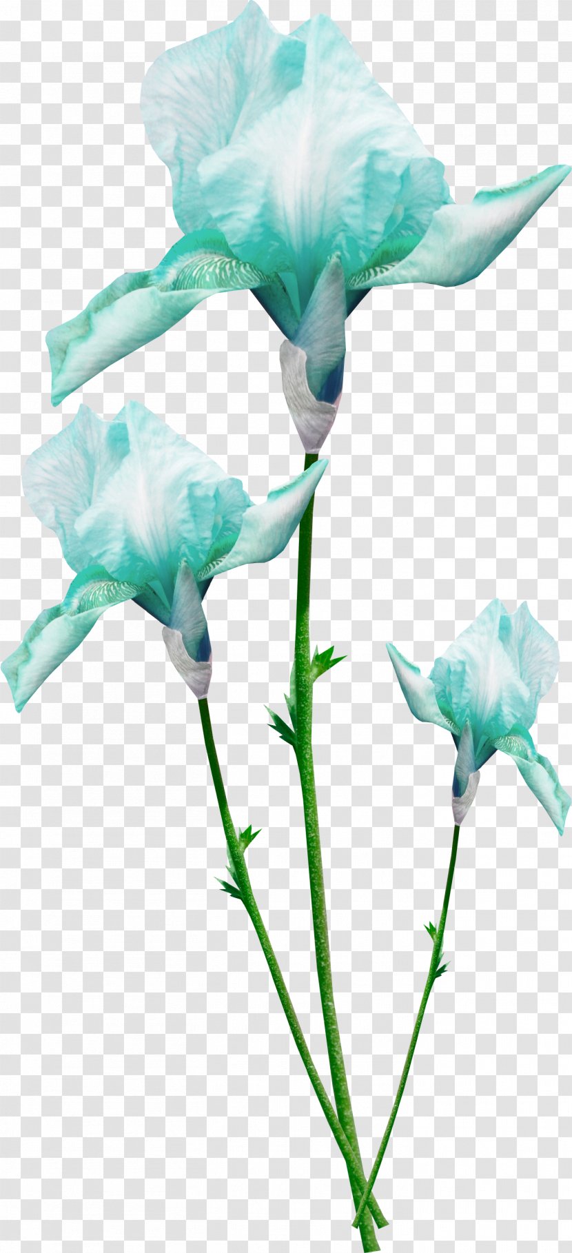 Blue Color - Cool Colors Flowers Transparent PNG