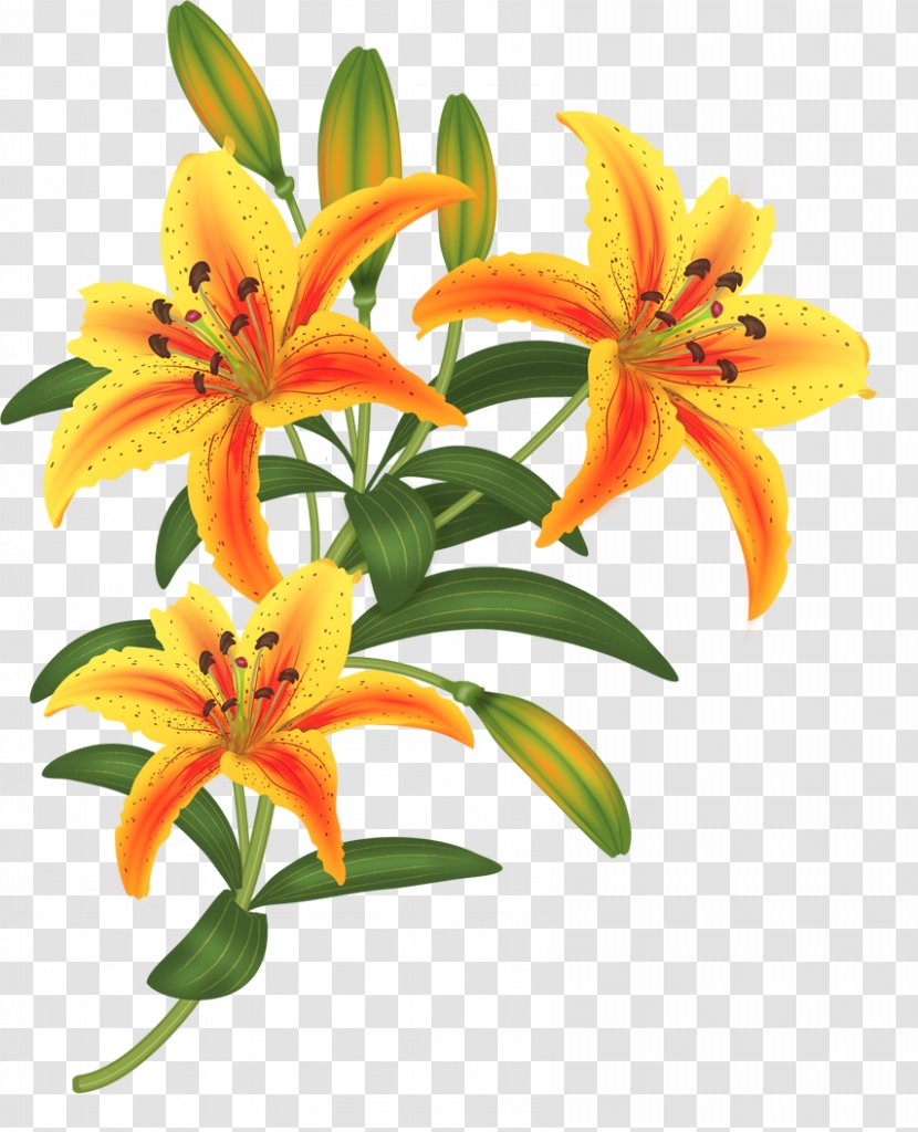 Orange Lily Drawing Flower Paper Painting - Family Transparent PNG