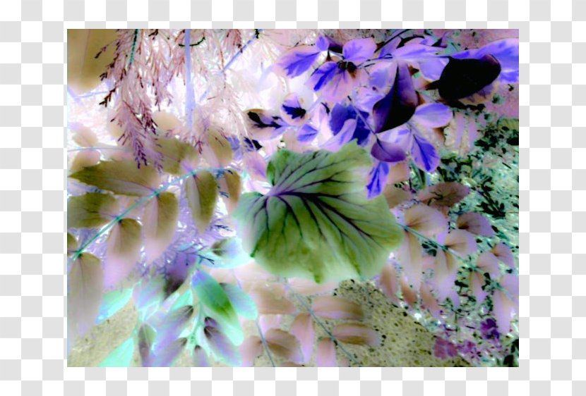 Lilac Violet Purple Flower Desktop Wallpaper - Lavender - Cell Transparent PNG