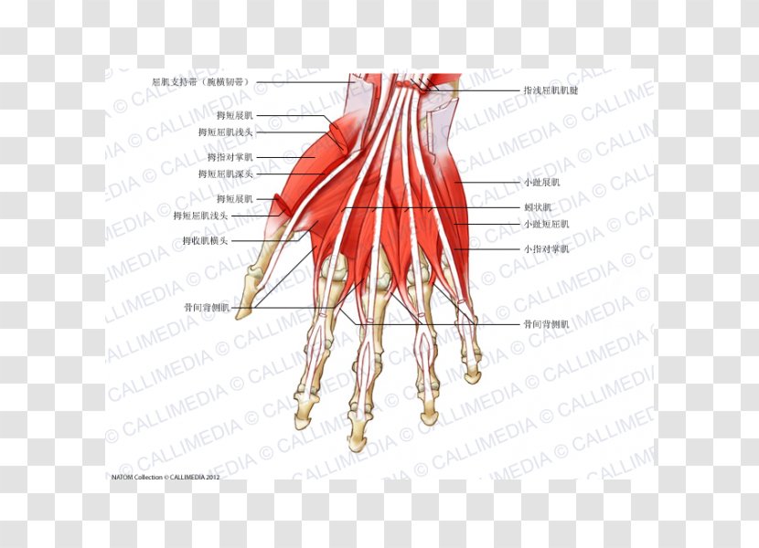 Finger Muscle Dorsal Interossei Of The Hand Muscular System - Flower Transparent PNG