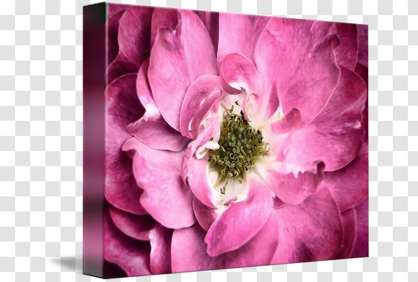 Cabbage Rose Petal Pink Flower Art Transparent PNG