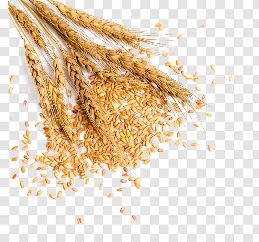 Wheat Grauds Bread - Grain - Full Of Transparent PNG
