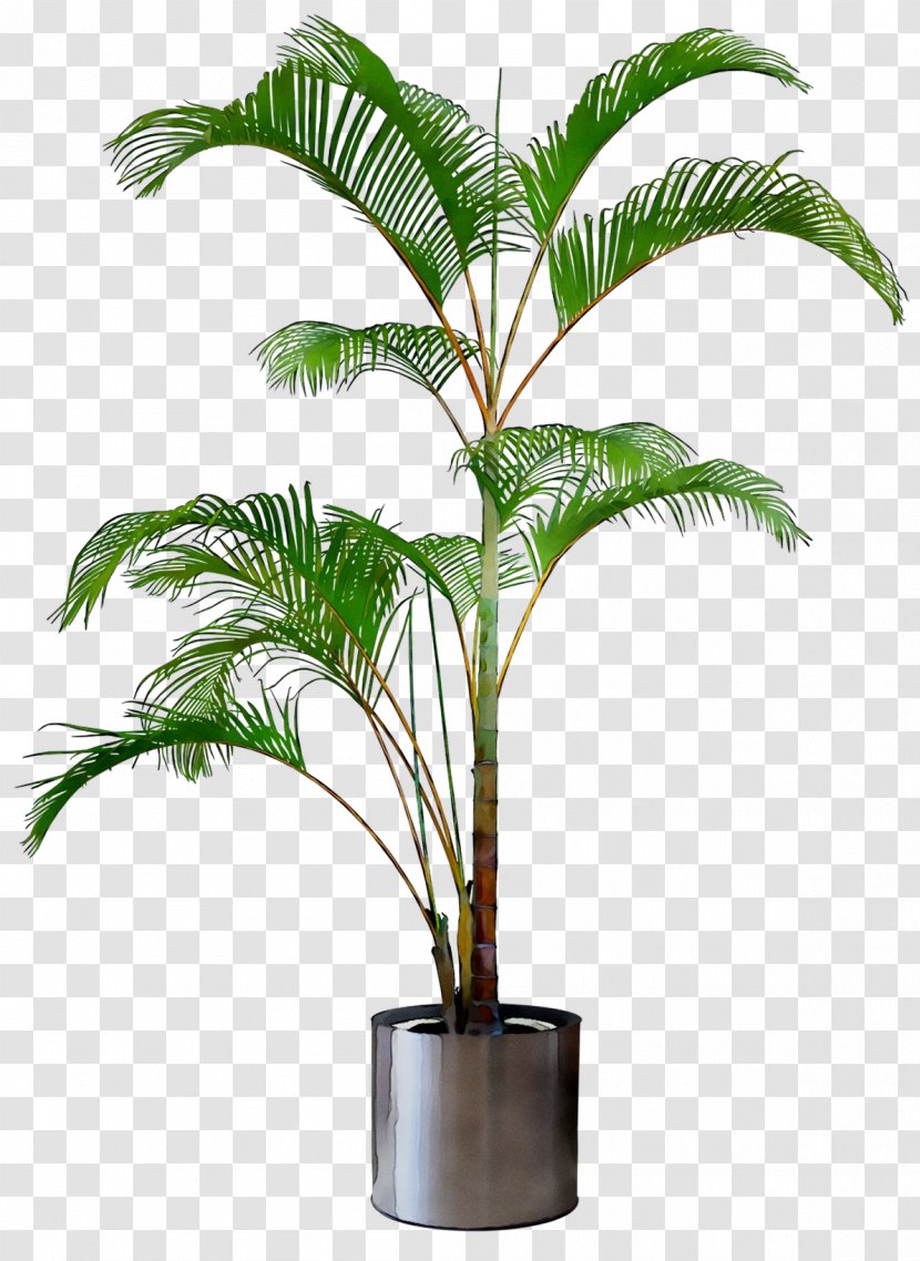 Babassu Tree Plants Shrub Design - Penjing - Arecales Transparent PNG